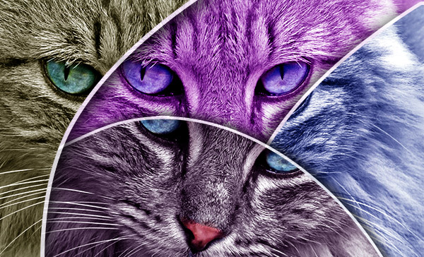 Create an Abstract Shape Effect For Your Photos in Adobe Photoshop